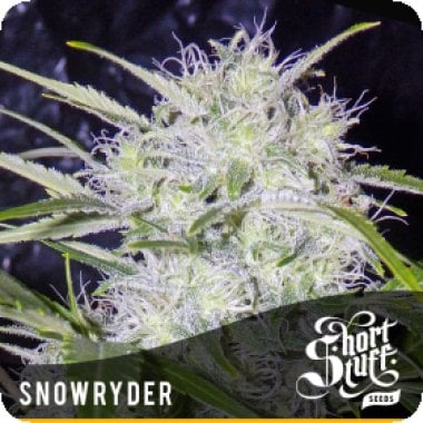 Snowryder  Feminised  Cannabis  Seeds