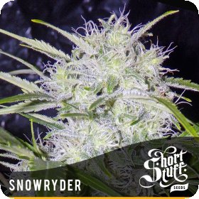 Snowryder  Regular  Cannabis  Seeds