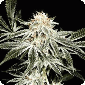 Solo  Ryder  Feminised  Cannabis  Seeds 0