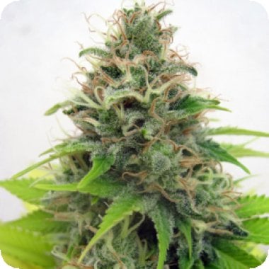 Somango  Feminised  Cannabis  Seeds