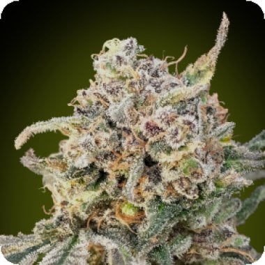 Somango  Glue  Auto  Flowering  Cannabis  Seeds