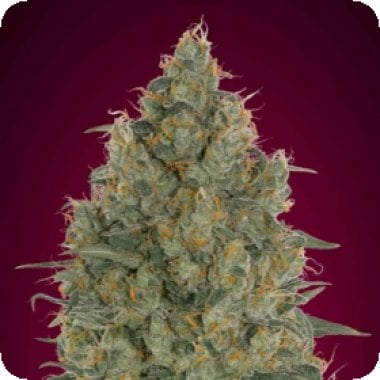 Somango  Glue  Feminised  Cannabis  Seeds 0