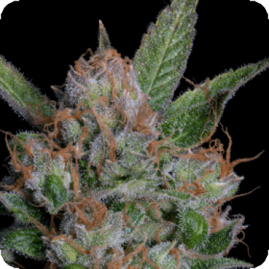 Sour  Diesel  Feminised  Cannabis  Seeds