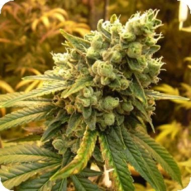 Sour  Diesel  Feminised  Cannabis  Seeds 0