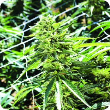 Sour  Lemon  O G  Feminised  Cannabis  Seeds