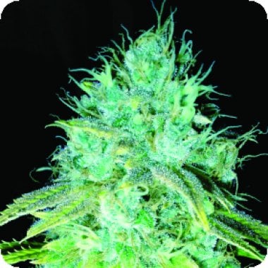 Sour  Puss  Regular  Cannabis  Seeds 0