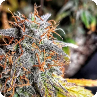 Sour  Surge  Auto  Flowering  Cannabis  Seeds