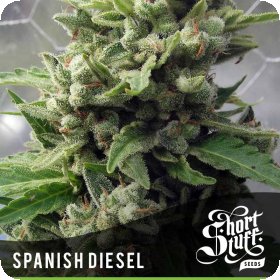 Spanish  Diesel  Auto  Flowering  Cannabis  Seeds 0