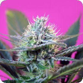 Speed  2 B  Auto  Feminised  Cannabis  Seeds