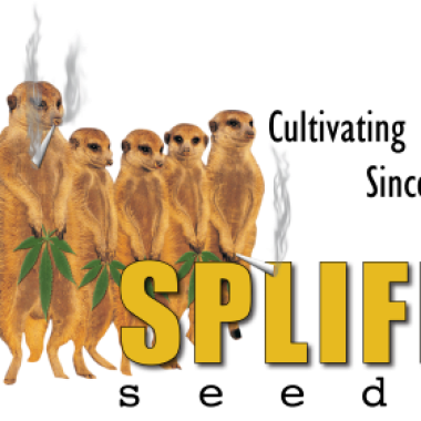 Spliff 20 Cannabis  Seeds