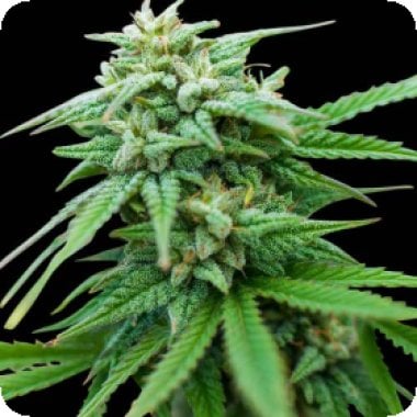 Spliff  Cheese  Auto  Flowering  Cannabis  Seeds