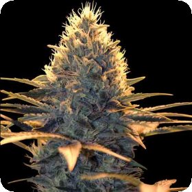 Spliff  Cheese  Feminised  Cannabis  Seeds 0