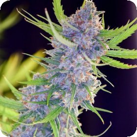 Spliff  Strawberry  Feminised  Cannabis  Seeds