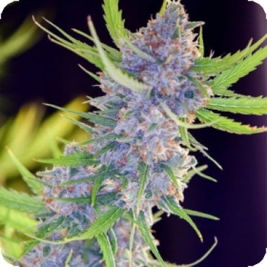 Spliff Strawberry Feminised Cannabis Seeds
