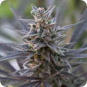 Spontanica  Regular  Cannabis  Seeds 0