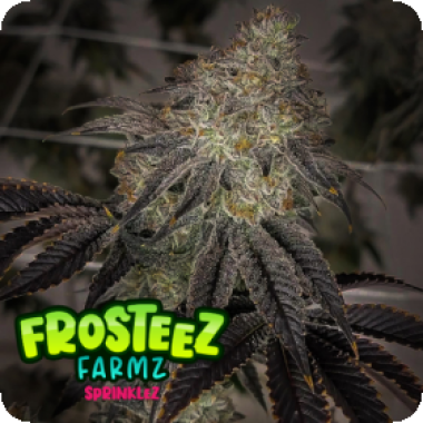 Sprinklez  Feminised  Cannabis  Seeds