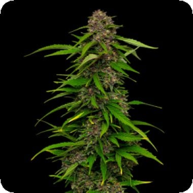 Squirt  Auto  Flowering  Cannabis  Seeds