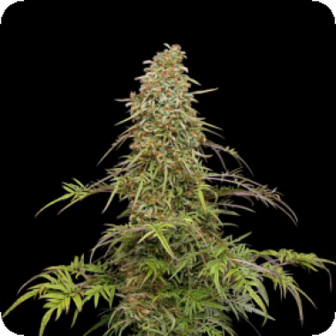 Squirt  Feminised  Cannabis  Seeds 0