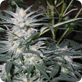 Star  Ryder  Auto  Flowering  Cannabis  Seeds 0