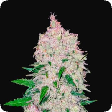 Stardawg  Auto  Feminised  Cannabis  Seeds