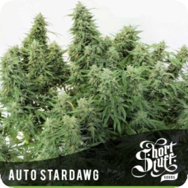 Stardawg Auto Flowering Cannabis Seeds 0