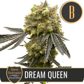 Steve  Deangelos  Dream  Queen  Feminised  Cannabis  Seeds 0
