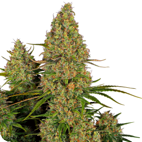 Sticky  Orange  X X L  Auto  Flowering  Cannabis  Seeds 0