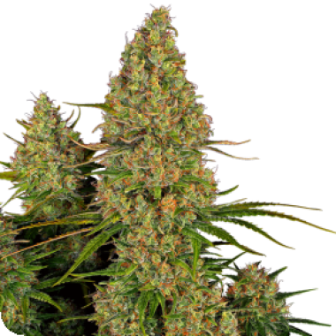 Sticky  Orange  X X L  Auto  Flowering  Cannabis  Seeds 0