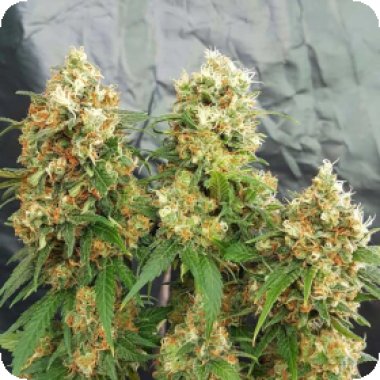 Stilton 20 Breath 20 Feminised 20 Cannabis  Seeds