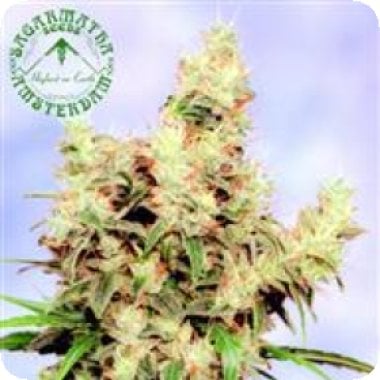 Stonehedge  Feminised  Cannabis  Seeds 0