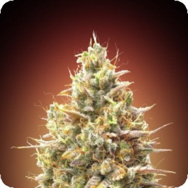 Strawberry  Banana  Auto  Flowering  Cannabis  Seeds