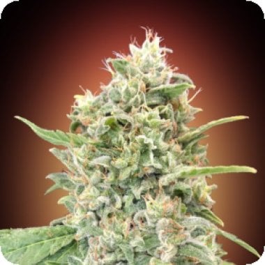 Strawberry  Banana  Feminised  Cannabis  Seeds