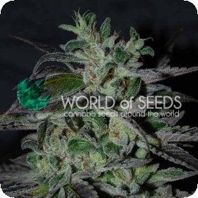 Strawberry  Blue  Early  Version  Feminised  Cannabis  Seeds 0