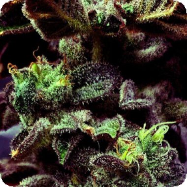 Strawberry Cane Feminised Cannabis Seeds