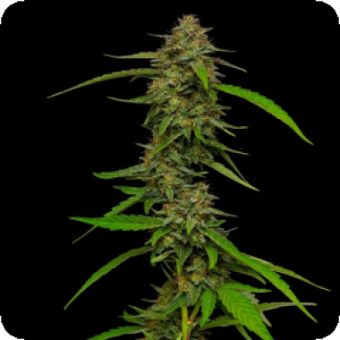 Strawberry  Cheesecake  Feminised  Cannabis  Seeds