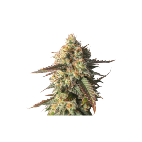 Strawberry  Chemdawg  O G  Feminised  Cannabis  Seeds