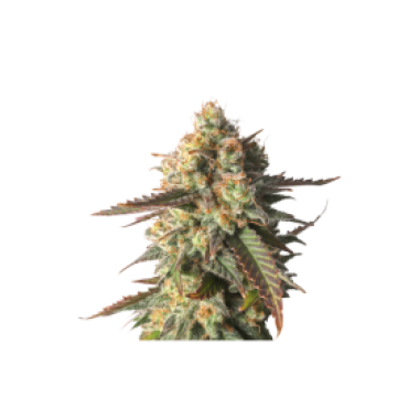 Strawberry Chemdawg O G Feminised Cannabis Seeds