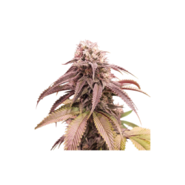 Strawberry Cookies Feminised Cannabis Seeds 0