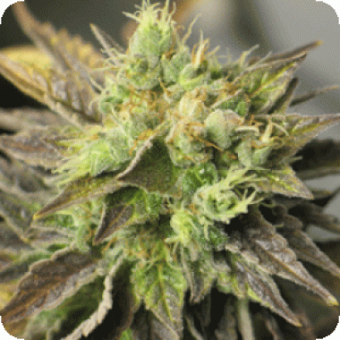 Strawberry D Lite Regular Cannabis Seeds 0