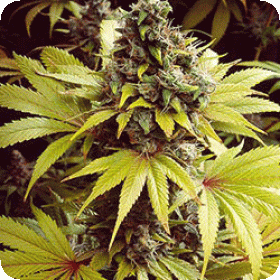 Strawberry  Fields  Feminised  Cannabis  Seeds