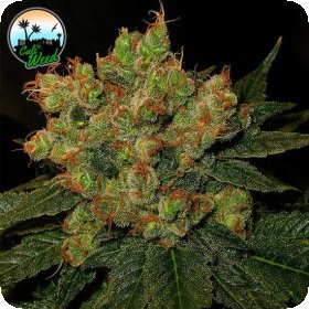 Strawberry  Gelato  Feminised  Cannabis  Seeds 0