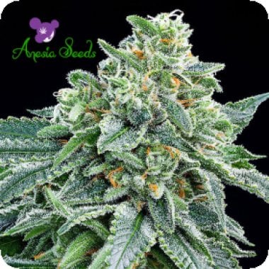 Strawberry  Tree  Feminised  Cannabis  Seeds