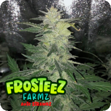 Strawbz Auto Flowering Cannabis Seeds
