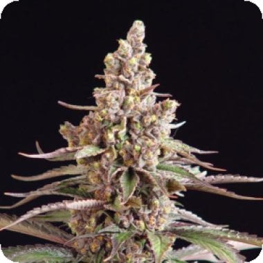 Stuporsonic  Regular  Cannabis  Seeds