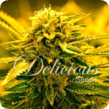 Sugar  Black  Rose  Auto  Flowering  Cannabis  Seeds 0