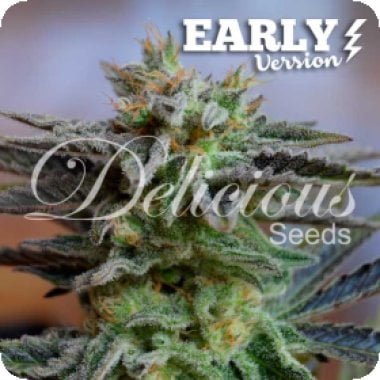 Sugar Black Rose Early Version Feminised Cannabis Seeds 0