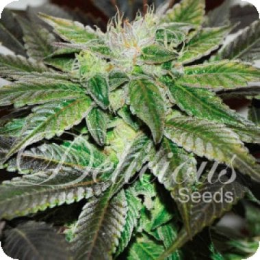 Sugar  Candy  Feminised  Cannabis  Seeds 0