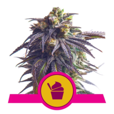 Sundae  Driver  Feminised  Cannabis  Seeds