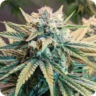 Sunset  Skunk 20 Autoflowering  Cannabis  Seeds