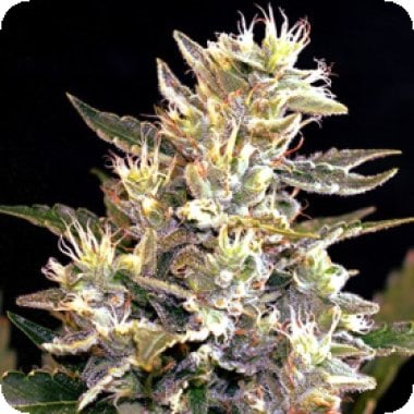 Sunset Vibes Auto Flowering Cannabis Seeds 0